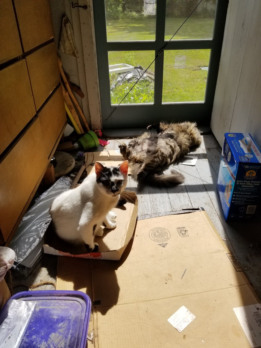Two cats this time. Buggy on the left. Queen Ember sprawls in a typically regal pose on the right. She’s soaking up the sun.